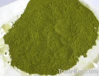Sell Green Tea Powder