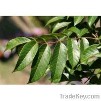 Sell Olive Leaf Extract