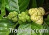 Sell Noni Fruit Extract powder