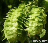 Sell Humulus lupulus Extract