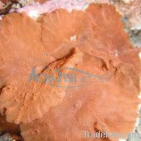 Sell Live coral - Mushroom coral