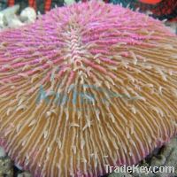 Sell Live Coral - LPS coral