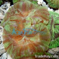 Sell LPS coral - Open Brain coral