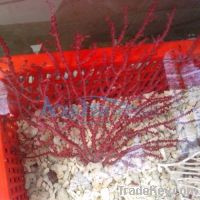 Sell Live Coral - Sea fans coral