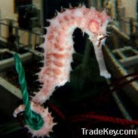 Sell Seahorse - Hippocampus Histrix