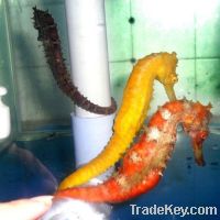 Sell Live Seahorse