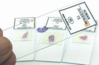 SELL HUMAN HISTOLOGY SLIDES SET OF 50 SLIDES