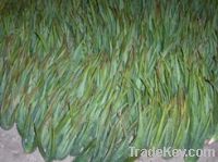 Sell Aloe vera seedlings