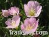 Sell Evening primrose oil raw material