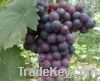 Sell Grape seed oil