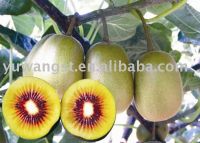 Sell red kiwi fruit