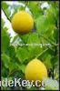 Sell fresh lemon