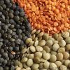 Canadian Green/Red Lentils