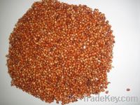 Australian Red Sorghum