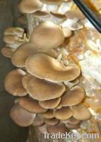 Selling Fresh and Dried Oyster Mushrooms