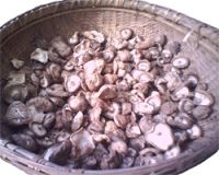 Sell Shiitake mushroom silk agaric