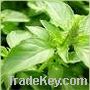 Basil, Holy Basil Oil