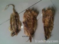 Sell dried catfish maw for isinglass