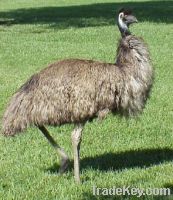 EMU Birds for Sale