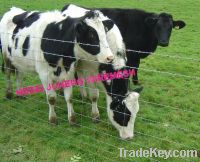 Sell Cattle fence