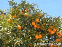 Navel, Valencia Orange from Morocco