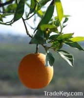 We export fresh Oranges