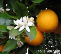 Clementine, Tangerines, Mandarins