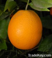 Moroccan Orange, Salustiana, Washington sanguine, Valencia orange