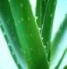 Sell Aloe Vera Extract
