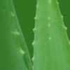 Aloe Vera Gel Extracts