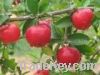 Sell Acerola cherry extract