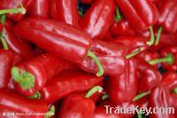 Sell chili pepper