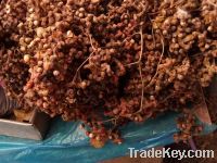 Sell Raisin Tree Seed extract
