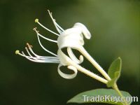 Sell HoneySuchle Flowers Extract
