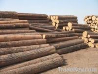 Sell Timber log, sawn wood and standing forest