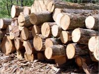 Timber. Logs, Sawn wood, and standing forest for sale