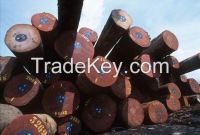Timber Logs and Sawn timber for sale