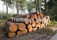 Sell Cut Timber -logs and standing forest for sale