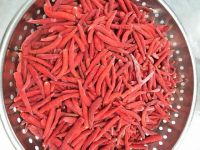 FROZEN RED CHILI