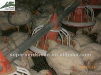 poultry farm equipment of pan feeding system