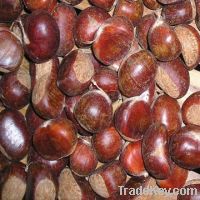 Sell Chestnut : fresh , forzen , diced chestnut