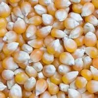  Maize | Maize Exporter | Corn Grain Seller | Maize Buyer | Bulk Maize Grain Importer | Corn bean Buyer | Corn bean Wholesaler | Corn Grain Manufacturer | Best Quality Corn Grain | Cheap Maize Supplier | Low Price Corn | Yellow Corn | White Cron | Baby Ma