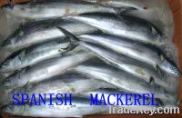 Sell Frozen Mackerel