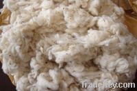 Sell Willow Dropping , Cotton Waste For Cultivation Mushroom