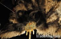 Sell Ostrich Feathers