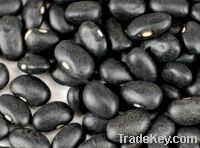 Sell Black Kidney Beans