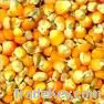  Maize | Maize Exporter | Corn Grain Seller | Maize Buyer | Bulk Maize Grain Importer | Corn bean Buyer | Corn bean Wholesaler | Corn Grain Manufacturer | Best Quality Corn Grain | Cheap Maize Supplier | Low Price Corn | Yellow Corn | White Cron | Baby Ma