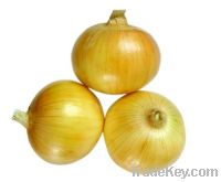 Sell Fresh Onion