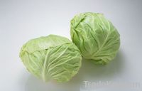Sell Fresh Cabbage