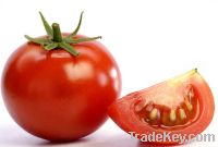 Sell Fresh Tomato